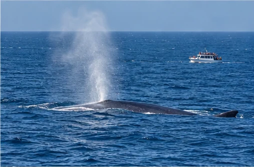 A blue whale surfacing in open ocean with a small boat in the distance